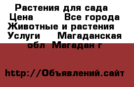 Растения для сада › Цена ­ 200 - Все города Животные и растения » Услуги   . Магаданская обл.,Магадан г.